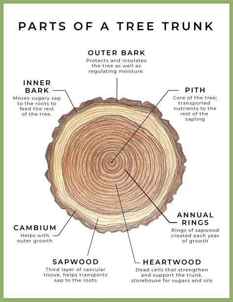 FREE Printable Tree Trunk Diagram Activity Homeschool Nature Study