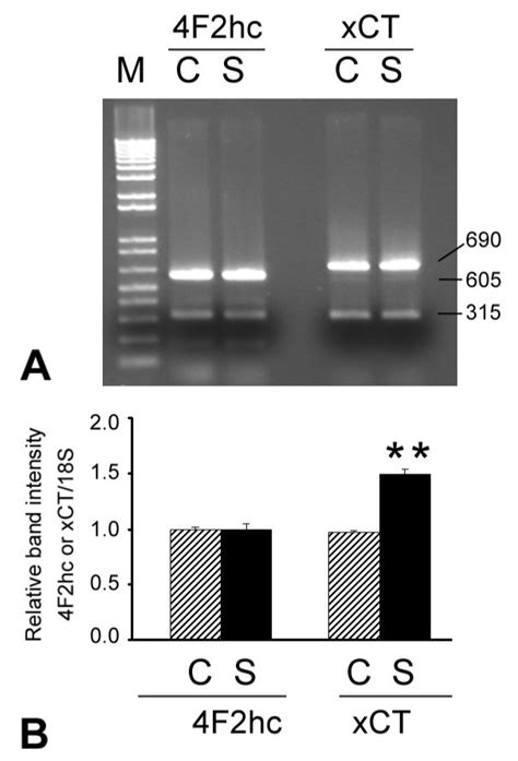 Effect Of SNAP On The Steady State Levels Of MRNA For XCT And 4F2hc In