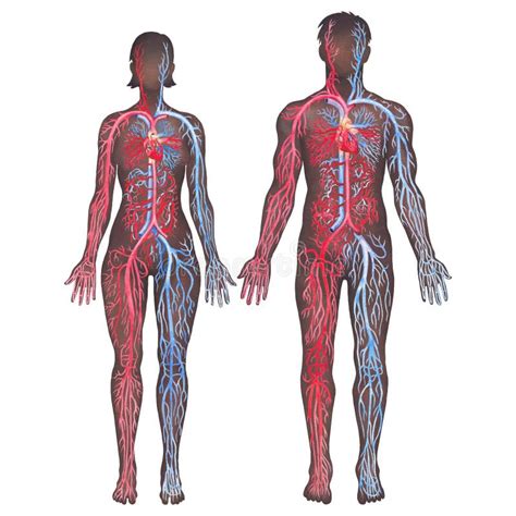 Illustration Showing Human Circulatory System With Red Arteries And