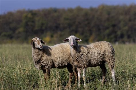 7,000+ Free Sheep & Nature Images - Pixabay