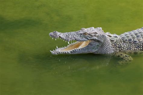 El cocodrilo de sal nadando en el río cerca del canal Foto Premium