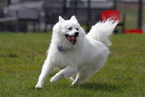 American Eskimo Dog Caractéristiques Prix Alimentation Et Santé De