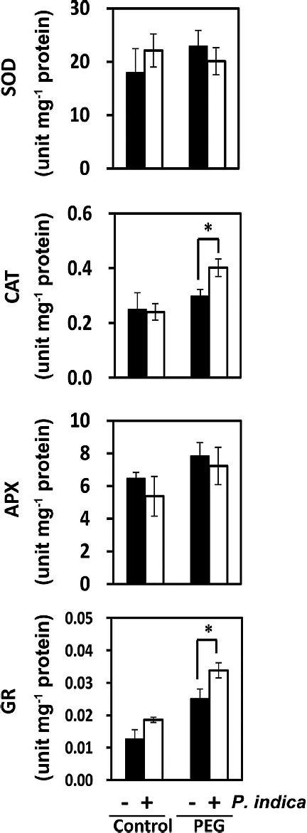 Effects Of P Indica Colonization On Antioxidative Enzyme Activities