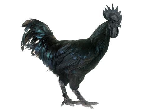 Ayam Cemani Chicken PNG Transparent Images Free Download | Vector Files ...