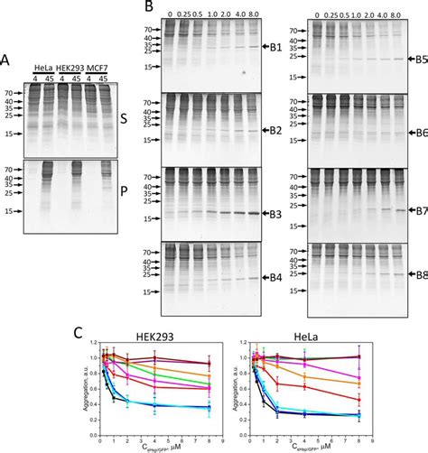 The Chaperone Activity And Substrate Spectrum Of Human Small Heat Shock