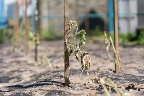 Reasons For Wilting Tomato Plants How To Fix It Tomato