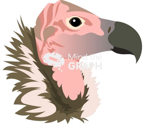 Lappet Faced Vulture