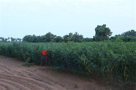 D'source Harvesting of Jute Plant | Making Process | D'Source Digital Online Learning ...