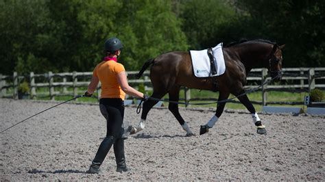 How To Lunge A Horse Your Essential Guide Horse And Hound