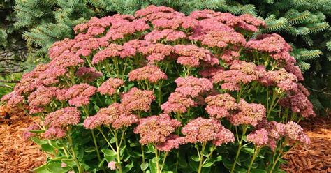 Sedum Autumn Joy Care: How To Grow Hylotelephium Spectabile