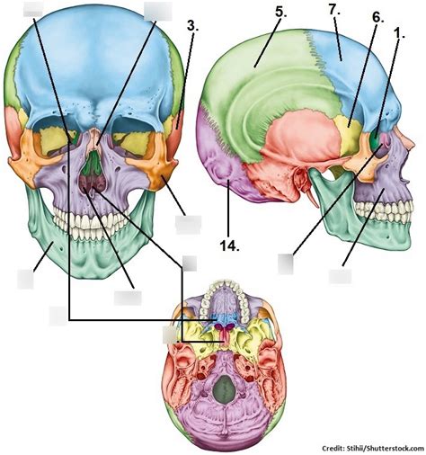 Cranial Bones Diagram Quizlet