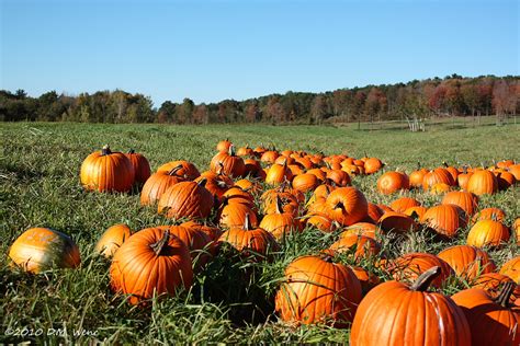 Picking Pumpkins New England