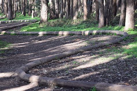 Wood Line By Andy Goldsworthy Andy Goldsworthy Wood Andy