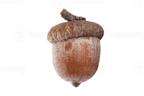 Brown Acorn Isolated On A Transparent Background Png