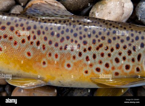 Close Up View Of Brown Trout Caught While Fly Fishing On The North