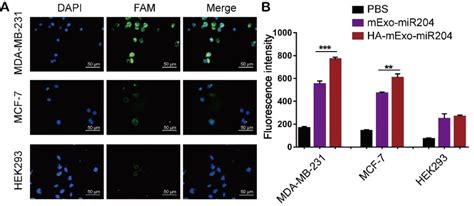 In Vitro Delivery Specificity And Efficiency Of Ha Mexo Mir A