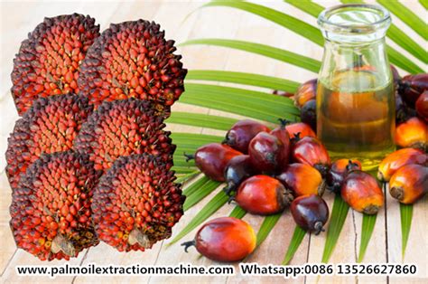 How To Start A Palm Oil Mill In Nigeria Industry News