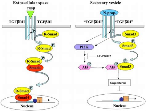 A comparison of signaling pathways induced by the interaction of TGF β