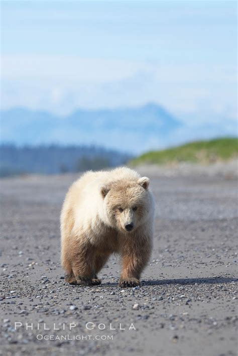 Juvenile Female Coastal Brown Bear Walks On Beach Ursus Arctos Lake