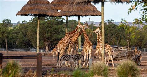 Zoofari Lodge | Taronga Conservation Society Australia