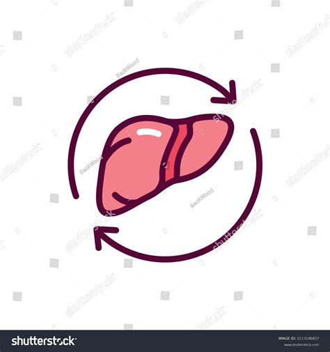 Liver Transplant Line Icon Isolated Vector Stock Vector Royalty Free