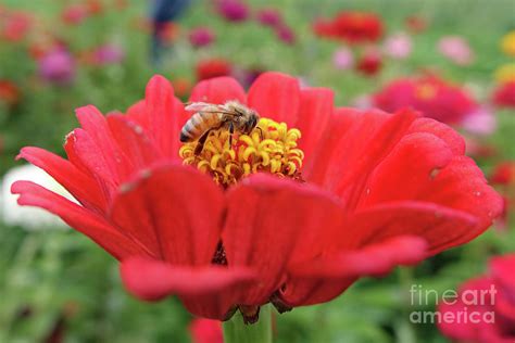 Busy Little Bee Photograph By Kelly Sedgwick Fine Art America