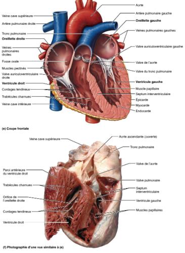 Physio Cardiaque Cartes Quizlet