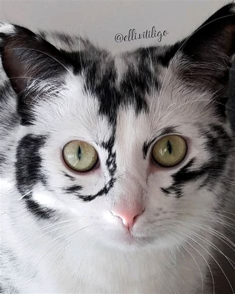 Elli the "vitiligo cat" is a special and beautiful cat - Catman