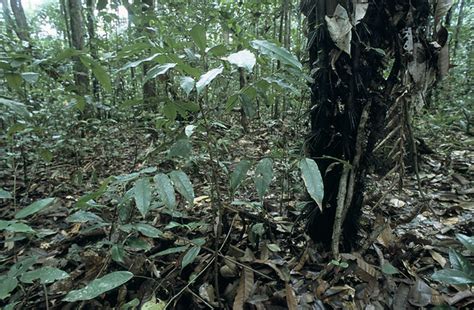 Foret Tropicale Reserve Naturelle Des Nouragues Roger Le Guen Flickr