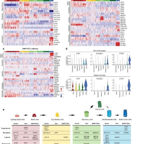 Single Cell Expression Of Signaling Pathways Components During Airway Download Scientific