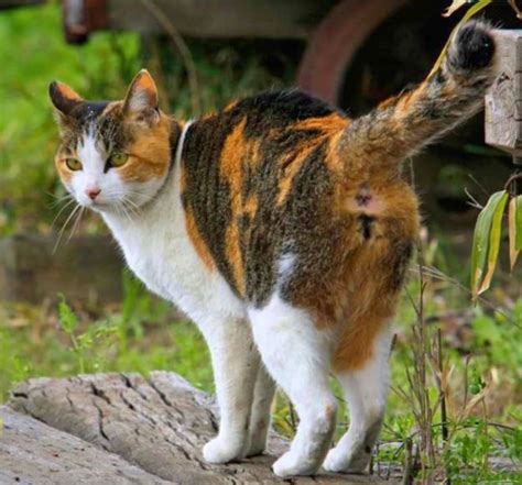 The Calico Cat