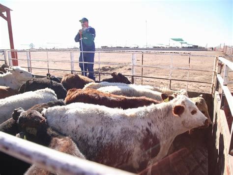 Sonora reactivan exportación envían 3 mil cabezas de ganado