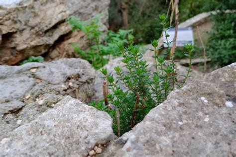 Il Pulo di Molfetta esempio di biodiversità