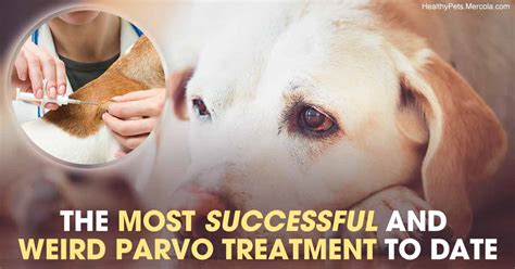 New Treatment Slashes Parvo Mortality Rate and Recovery Times