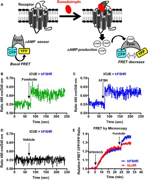 Fret Based Camp Production Assays A Principle Of The Fret Based Camp Download Scientific