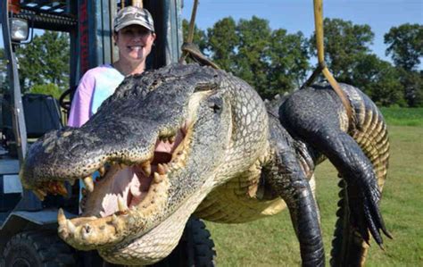 Capturan Un Cocodrilo Gigante En EUA