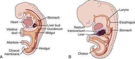 Embryology Anatomy Histology And Developmental Anomalies Of The