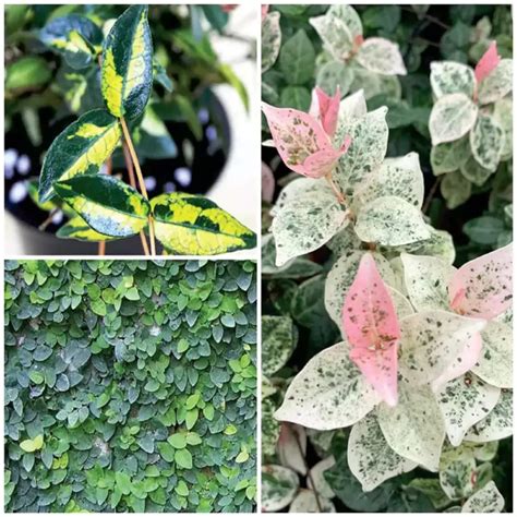 Buy Best Wall Creepers Climbing Plant Pack Of 3 Nursery Nisarga