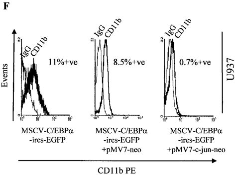 Overexpression Of C Jun Blocks C Ebp Induced Granulocytic Download