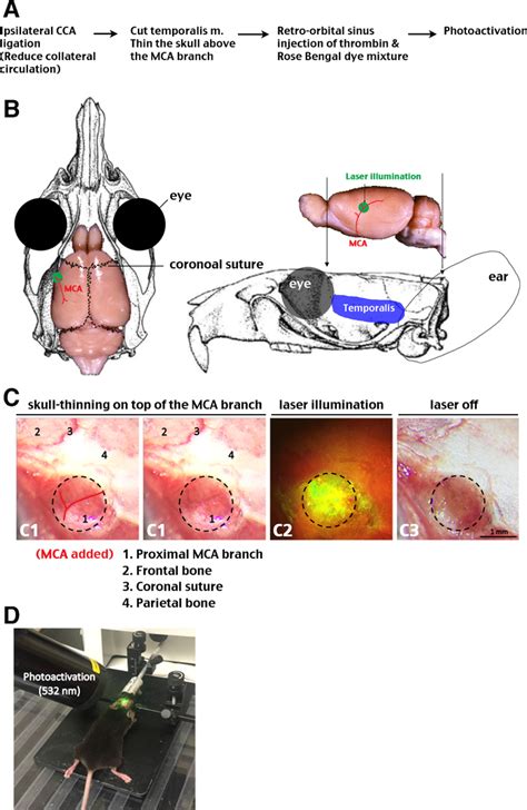 A Fibrin Enriched And Tpa Sensitive Photothrombotic Stroke Model