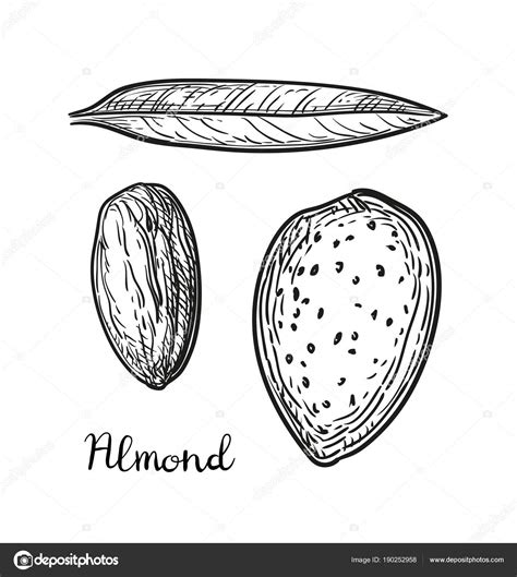 Almond Drawing At Explore Collection Of Almond Drawing