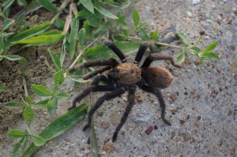 Texas brown tarantula - Alchetron, The Free Social Encyclopedia