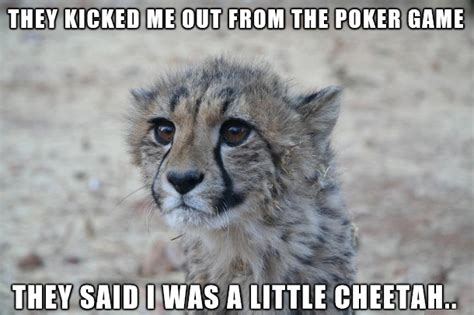 Funny Cheetah 8 Cheetahgirl5147 Photo 37525821 Fanpop