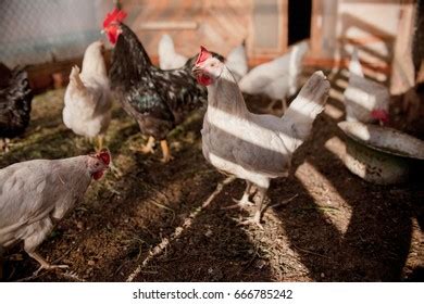 Domestic Chicken Hens Ducks Eat Sharing Stock Photo Edit Now