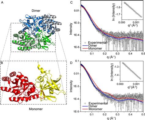 A Crystal Structure Of Dimers Of At DAPDC1 Grey PDB 6N2A And