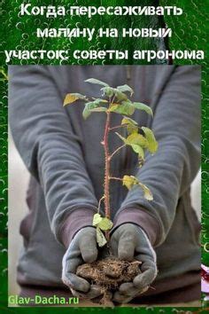когда пересаживать малину | Garden plants, Growing plants from seeds ...