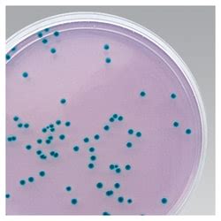 Thermo Scientific Agar De Aislamiento De Cronobacter Sakazakii ISO