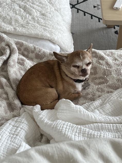 My Chunky Rchihuahua