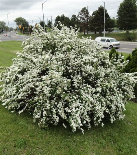 Bridal Wreath Spirea Vanhoutte Spirea Spiraea X Vanhouttei Canada