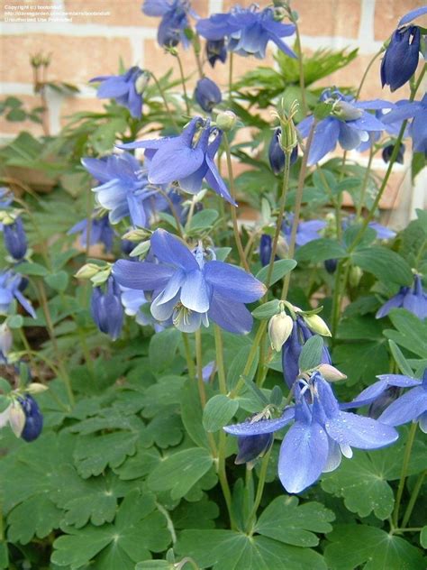 Plantfiles Pictures Alpine Columbine Aquilegia Alpina By Victorgardener